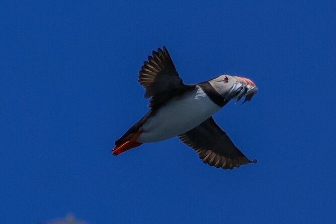 Dingle Boat Tours RIB Adventure Private - What Past Travelers Say