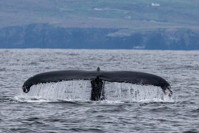 Dingle Boat Tours Wildlife RIB Adventure - The Sum Up