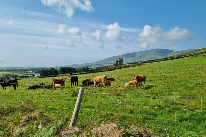 Dingle: Hour Slea Head Drive Tour 4hr - Personal Chauffeur Guide - Final Thoughts
