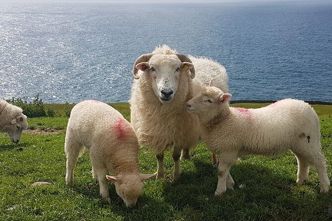 Dingle Peninsula and Slea Head Drive Group Tour - FAQ