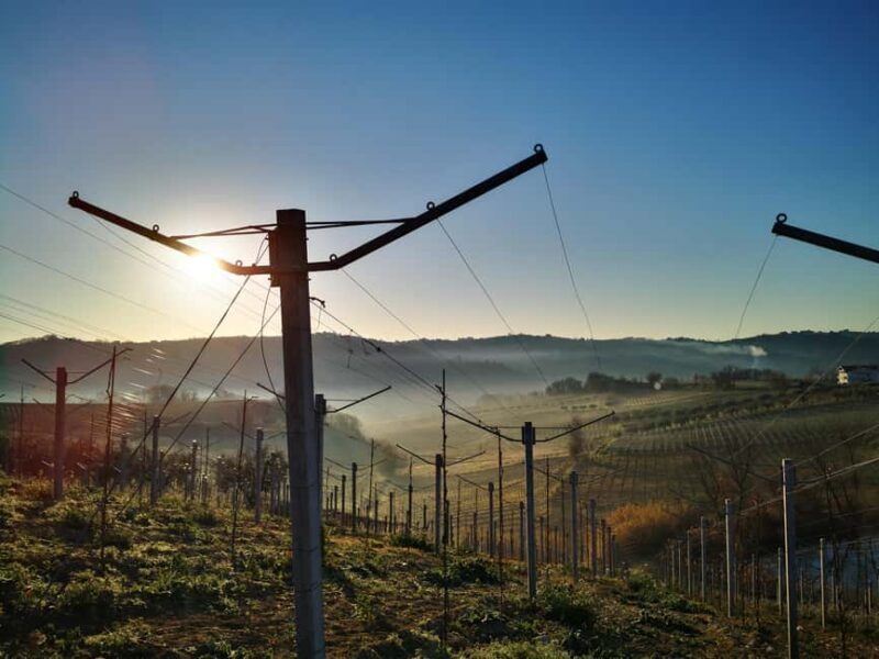 Discover Abruzzo and Castelferrato: Visit Vineyards and Wine Tasting - Key Points