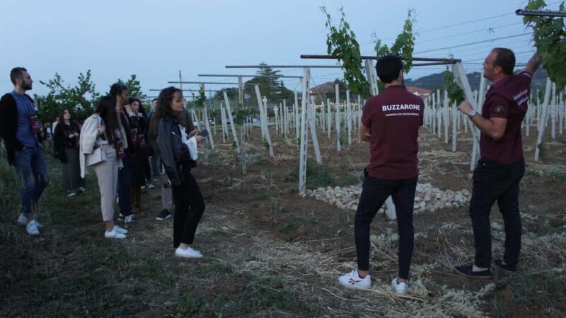 Discover Abruzzo and Castelferrato: Visit Vineyards and Wine Tasting - An In-Depth Look at the Experience