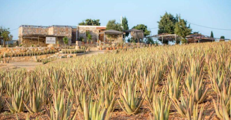 Discover Aloe: A Farm Walk & Workshop - An In-Depth Look at the Aloe Farm Walk & Workshop