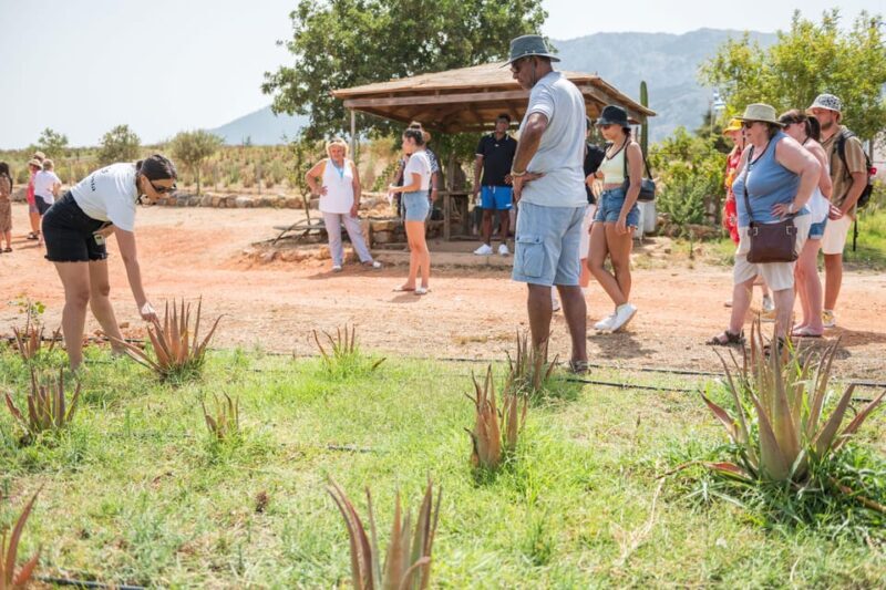 Discover Aloe: A Farm Walk & Workshop - The Sum Up