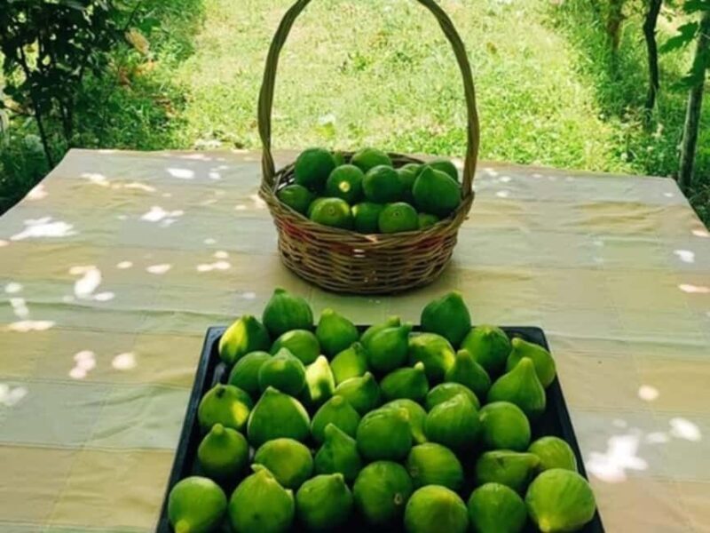 Discover Antigonea in a perfect escape from Gjirokastra - Who Would Love This Tour?