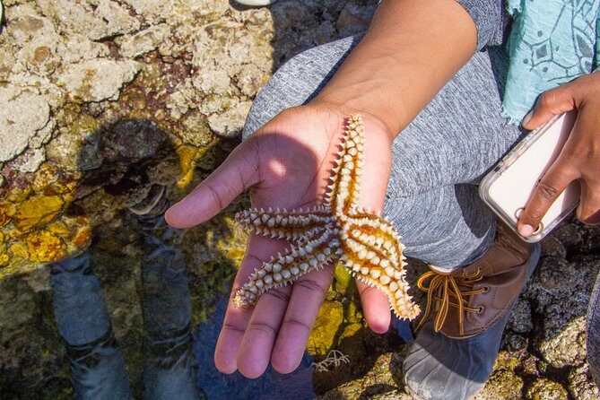 Discover Arrábida: The Secret Paradise - Transportation and Group Size