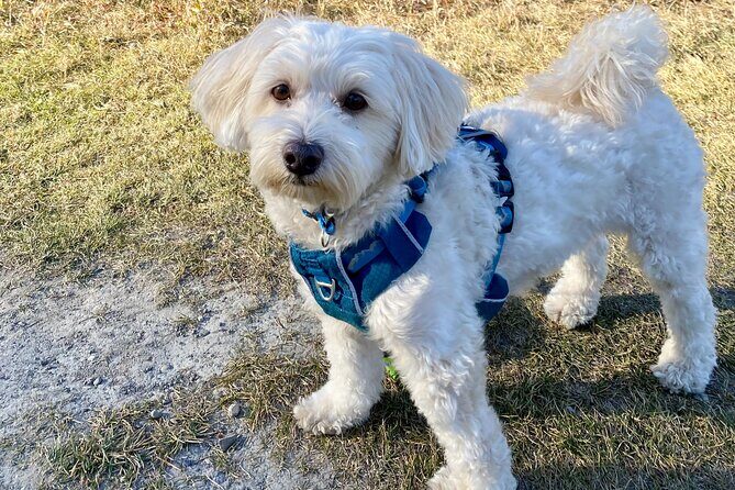 Discover Banff National Park with Dog Friendly Exclusive Tour - What Travelers Will Appreciate