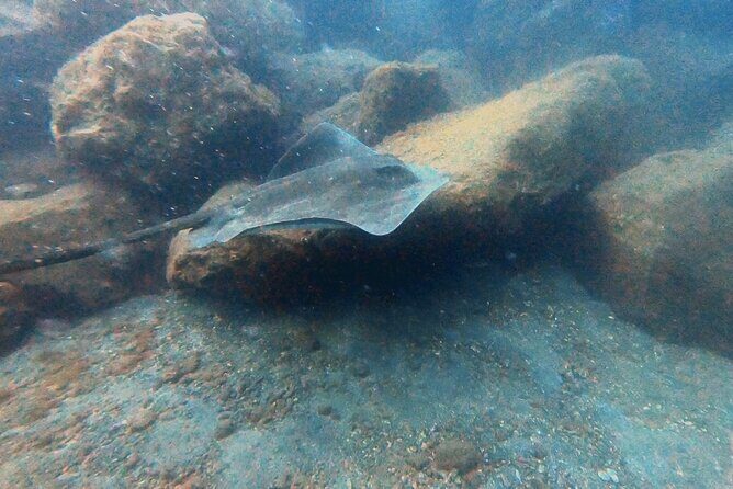 Discover beginner diving in Tenerife - Who is this experience best suited for?