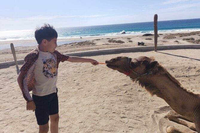 Discover Cabo San Lucas by camel ride - What’s Included and What’s Not