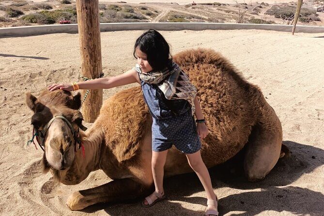 Discover Cabo San Lucas by camel ride - FAQs