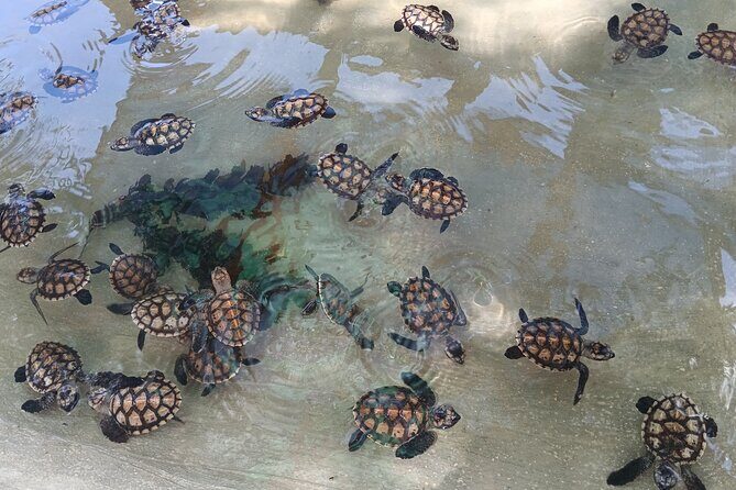 Discover Cascades & Turtle Experience with Yumi Tours - Key Points