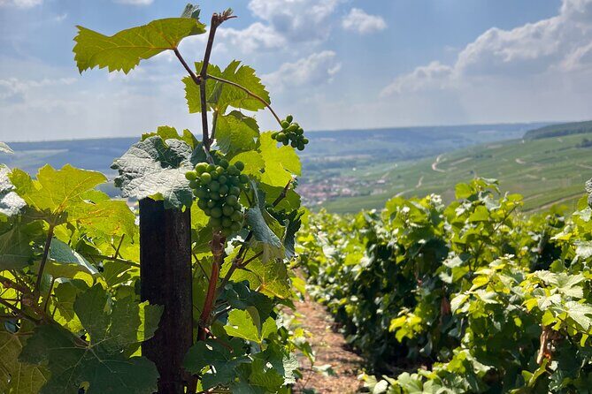 Discover Champagne in half a day in a Van - What Makes This Tour Stand Out?