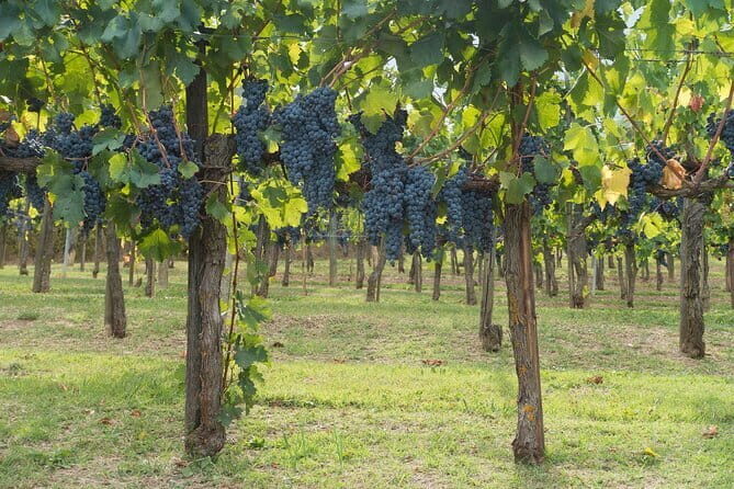 Discover Chianti: Half-Day Tour - FAQ