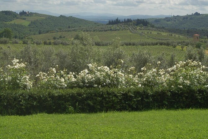 Discover Chianti Through its Wines - A Closer Look at the Casa Sola Wine Tour
