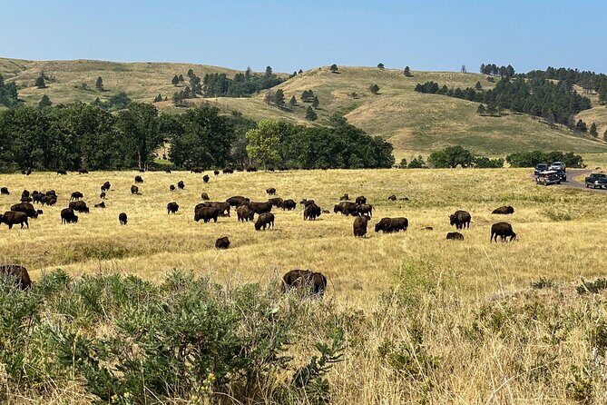 Discover Custer State Park A Self Guided Audio Driving Tour - Practical Considerations
