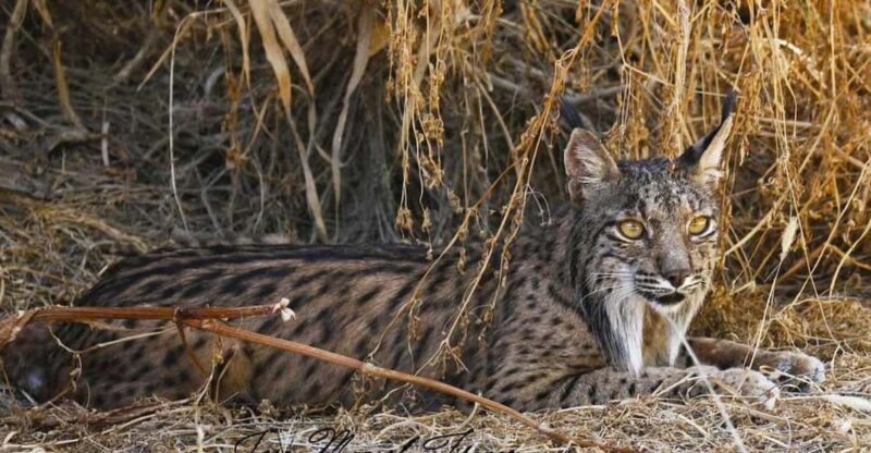 Discover Doñana & Iberian Lynx: Premium Nature Tour - The Experience in Detail