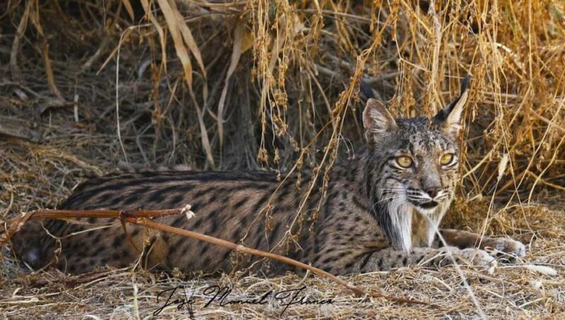 Discover Doñana & Iberian Lynx: Premium Nature Tour - What We Think