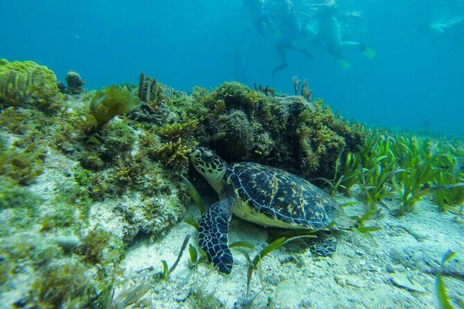 Discover El Cielo and Cozumel Snorkeling Adventure - FAQ