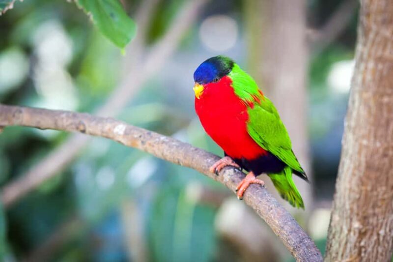 Discover Fijian Culture and Reptiles - A thorough look at what this tour involves