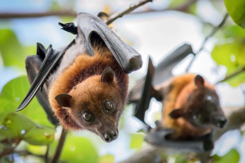 Discover Fijian Culture and Reptiles - FAQs