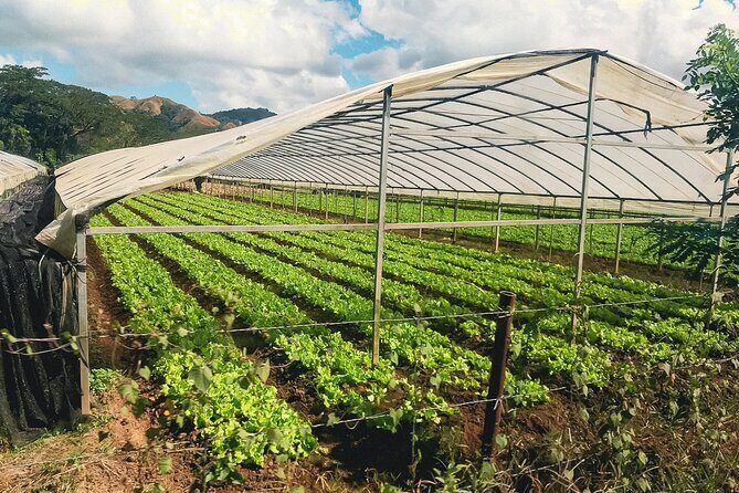 "Discover Fiji's Hidden Gems: Eco Park, Pottery Village & Dunes!" - Reviews and Real Traveler Perspectives