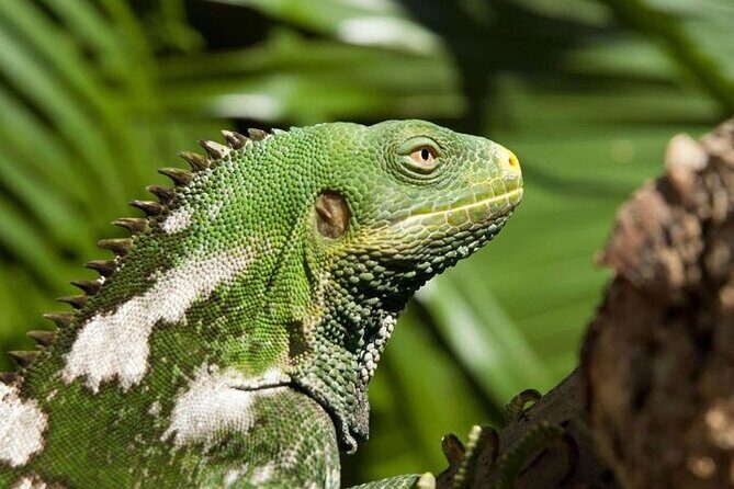 "Discover Fiji's Hidden Gems: Eco Park, Pottery Village & Dunes!" - FAQ