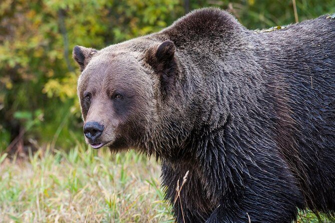 Discover Grizzly Bears from Banff - A Thorough Breakdown of the Tour Experience