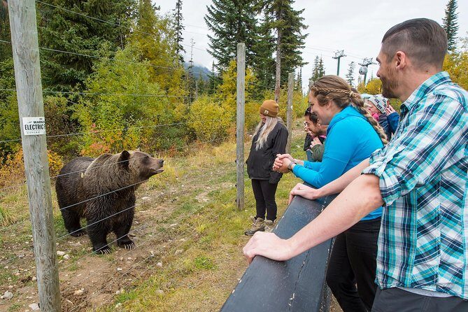 Discover Grizzly Bears from Banff - The Downsides: A Realistic View
