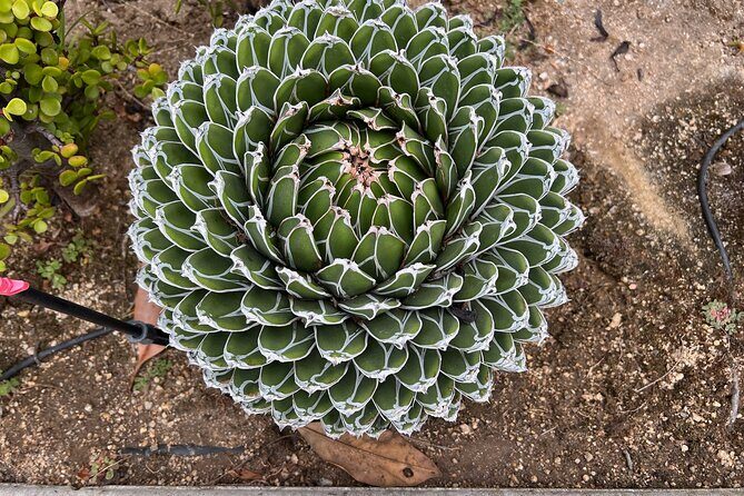 Discover Hidden Stairways & Canyon Paths: Private Urban Adventure - What to Expect from the Experience