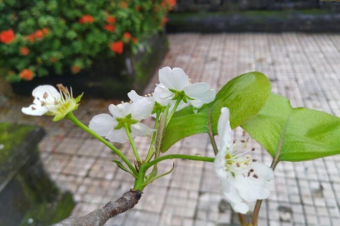 Discover Hoian: Immersive Day with Native: 5 Experiences in 1 Day - Final Thoughts