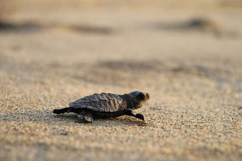 Discover Huatulco: Beach, Flavors, and More - Practical Details: What to Know Before Booking