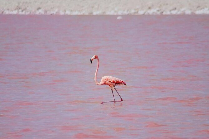 Discover Las Coloradas History on Deluxe Guided tour - FAQ