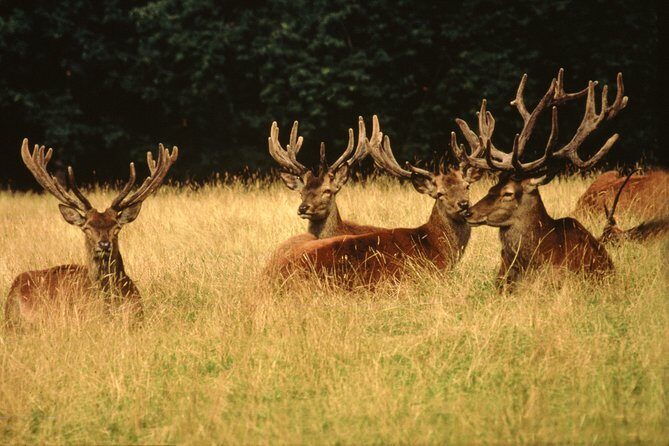 Discover Lindau Island and the Highlights of Bregenz in one day ! - An In-Depth Look at the Tour Experience