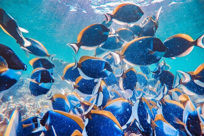 Discover Maafushi in 4 Nights 5 Days (Tour B) - Who Would Love This Tour?