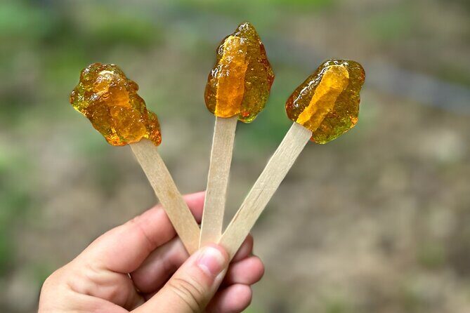 Discover Maple Sugar Bush Tour - Key Points