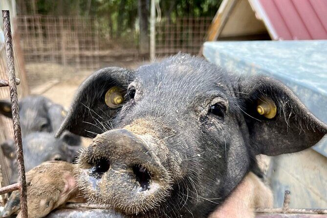 Discover Montepulciano: Cinta Senese Pigs, Lunch & wine in a Farm - Exploring the Itinerary: What to Expect