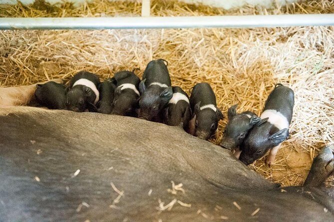 Discover Montepulciano: Cinta Senese Pigs, Lunch & wine in a Farm - Authentic Experiences & Unique Highlights