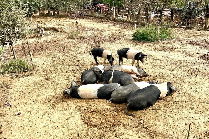 Discover Montepulciano: Cinta Senese Pigs, Lunch & wine in a Farm - FAQ