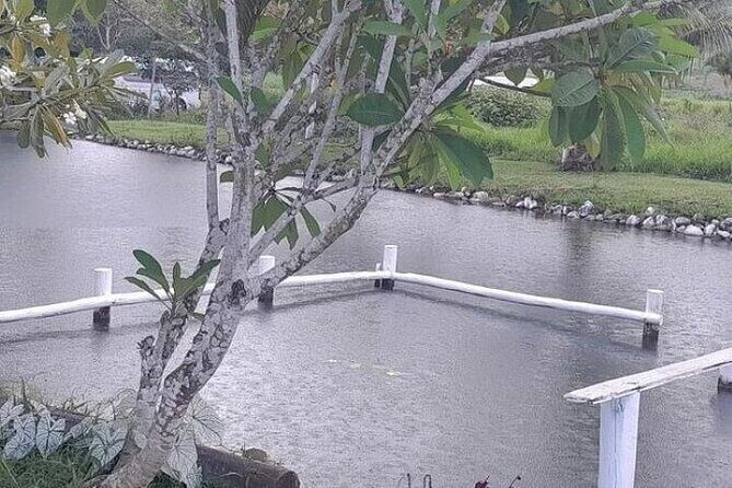 Discover Mud pool/Hot -Spring Nadi - Exploring the Garden of the Sleeping Giant