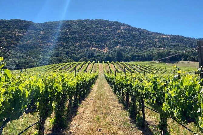 Discover Napa Valleys Hidden Gems with Local Sommelière - What Makes This Tour Stand Out?