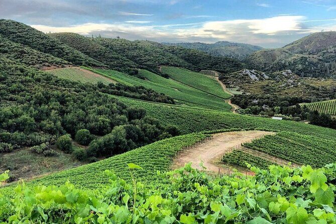 Discover Napa Valleys Hidden Gems with Local Sommelière - Who Is This Tour Best For?