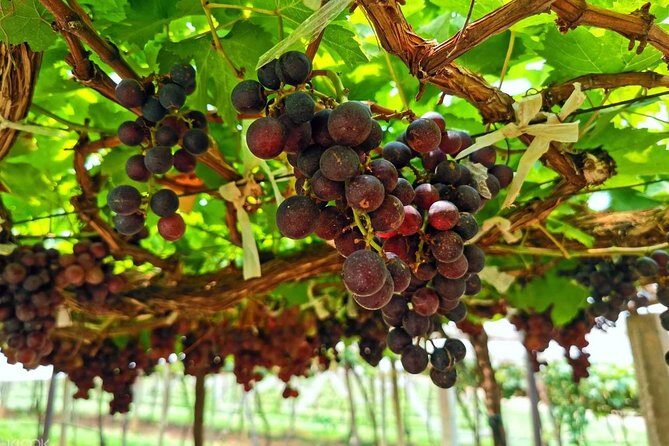 Discover Nepalese winery - FAQs