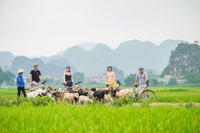Discover Ninh Binh with a group of 11: Cycling, Lunch & Boat Tour - What to Expect on the Tour