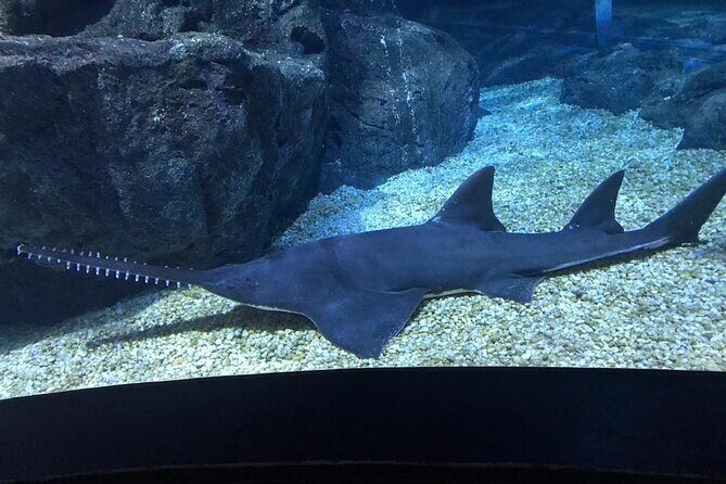 Discover Pattaya Underwater World with FREE Hotel Pickup - Key Points