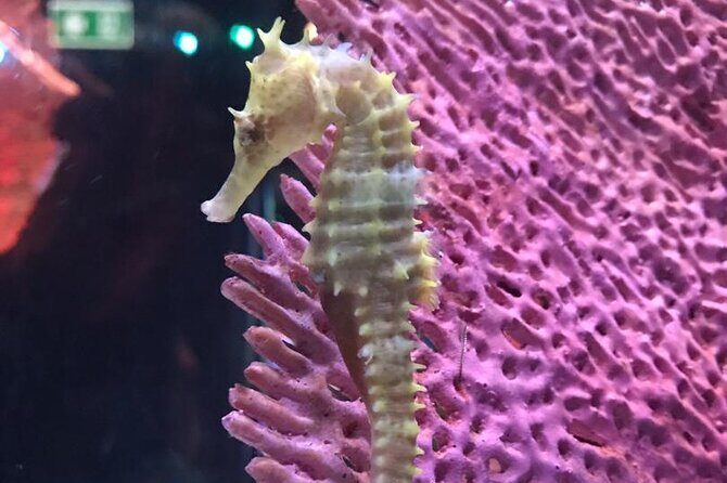 Discover Pattaya Underwater World with FREE Hotel Pickup - An In-Depth Look at What You Can Expect