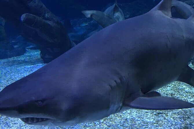 Discover Pattaya Underwater World with FREE Hotel Pickup - FAQ