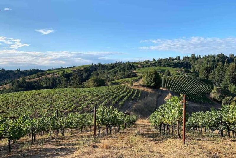 Discover Peljeac Peninsula - A Wine Tour in Small Groups - Practical Details & Additional Info