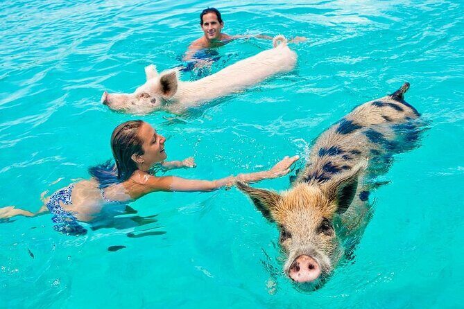 Discover Pig Island & Koh Tan: Private Longtail Trip - An In-Depth Look at the Koh Samui Private Longtail Tour