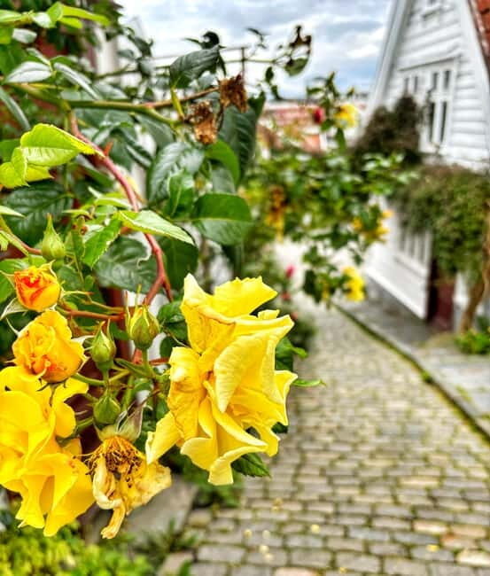 Discover Private+ Stavanger Guided City Tour - Key Points