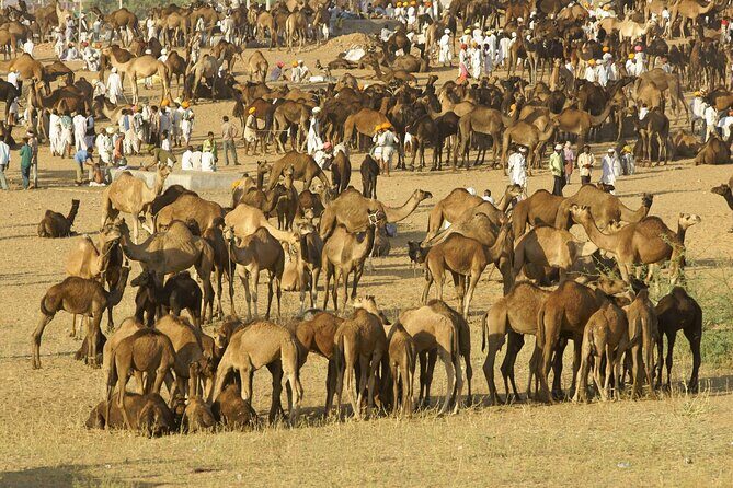 Discover Pushkar Town with Local Guide & Jaipur Drop from Jodhpur - FAQs